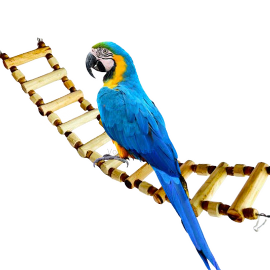 2 Feet Length Pure Neem Wood Toy for Small Macaw, African Grey, Sun Conure, and Similar Birds