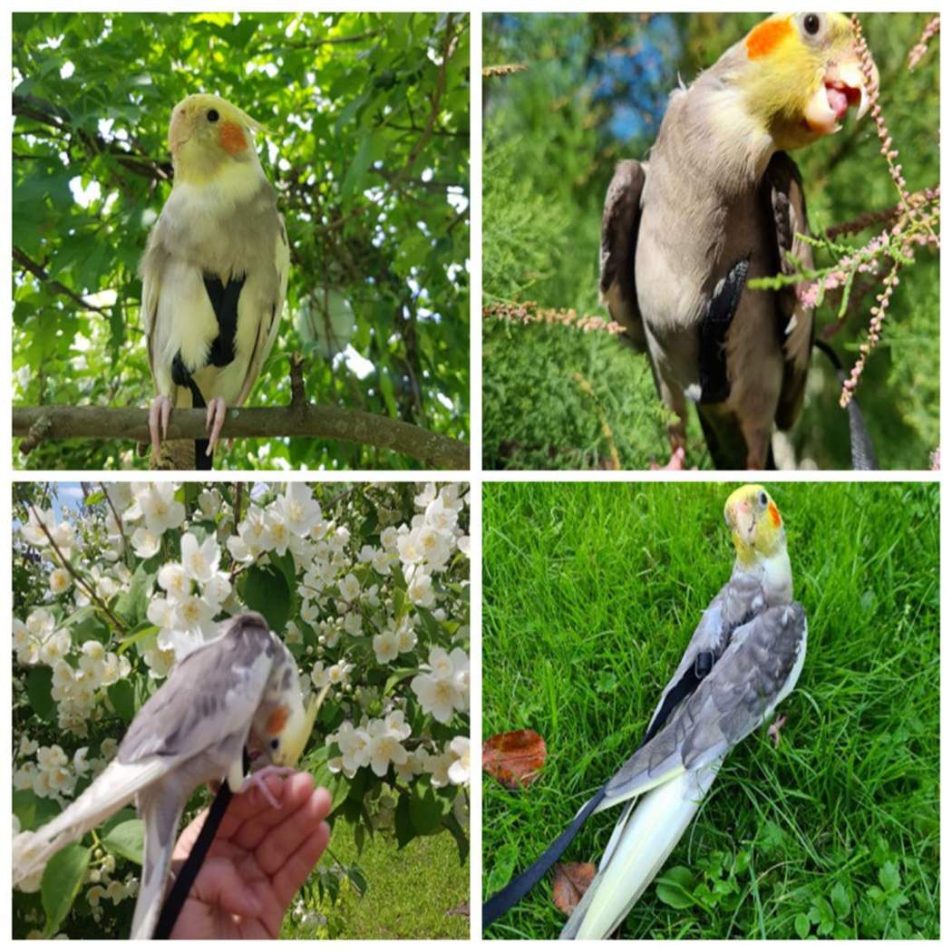 Bird Harness Adjustable Durable Reusable Safe Great for Training, Exercise & Playing for Medium & Small Size Bird Like Cockatiel,Conure & Others