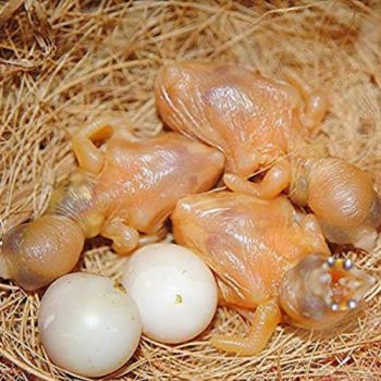 150gm Fine Quality Natural Coco Fiber Nesting Material for All Birds and Small Animals